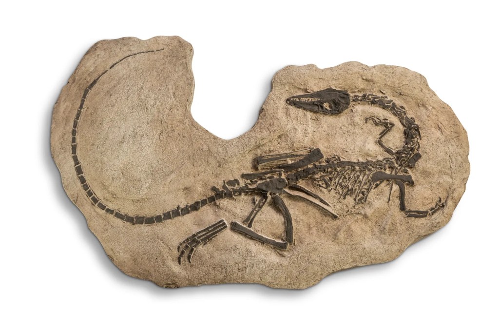 Fóssil Coelphisys